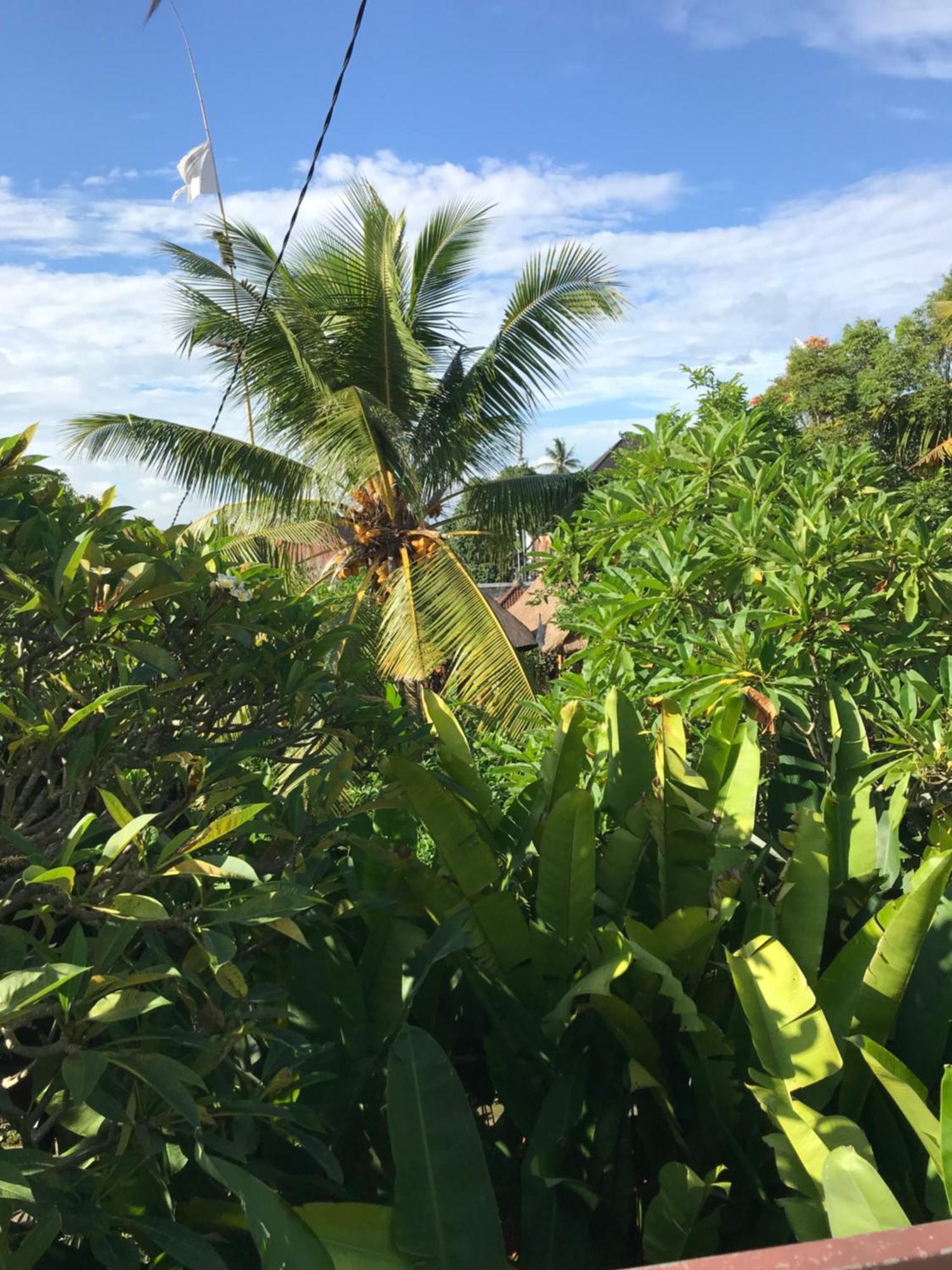 Gus Arditya Homestay Ubud Zewnętrze zdjęcie