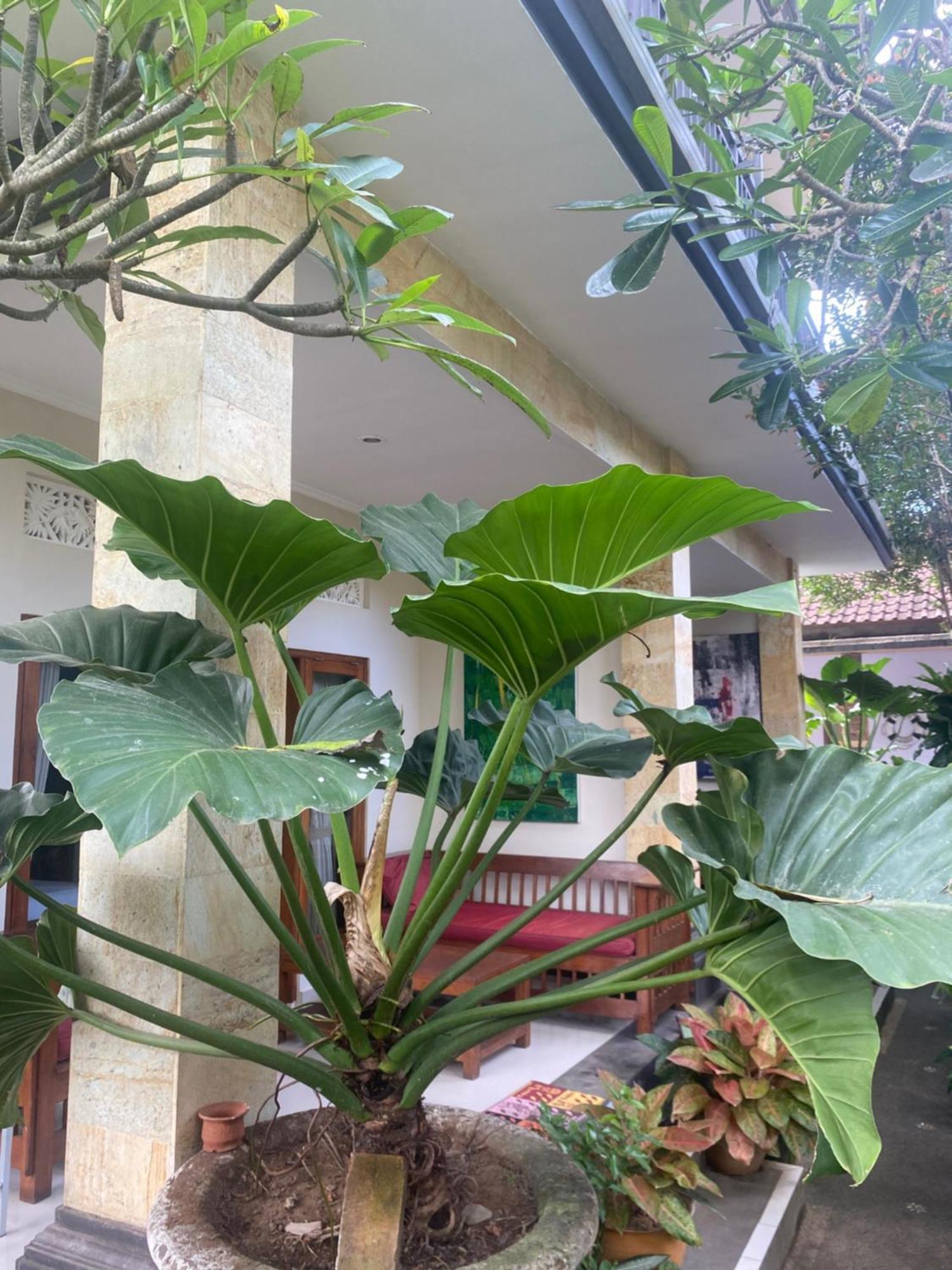Gus Arditya Homestay Ubud Zewnętrze zdjęcie