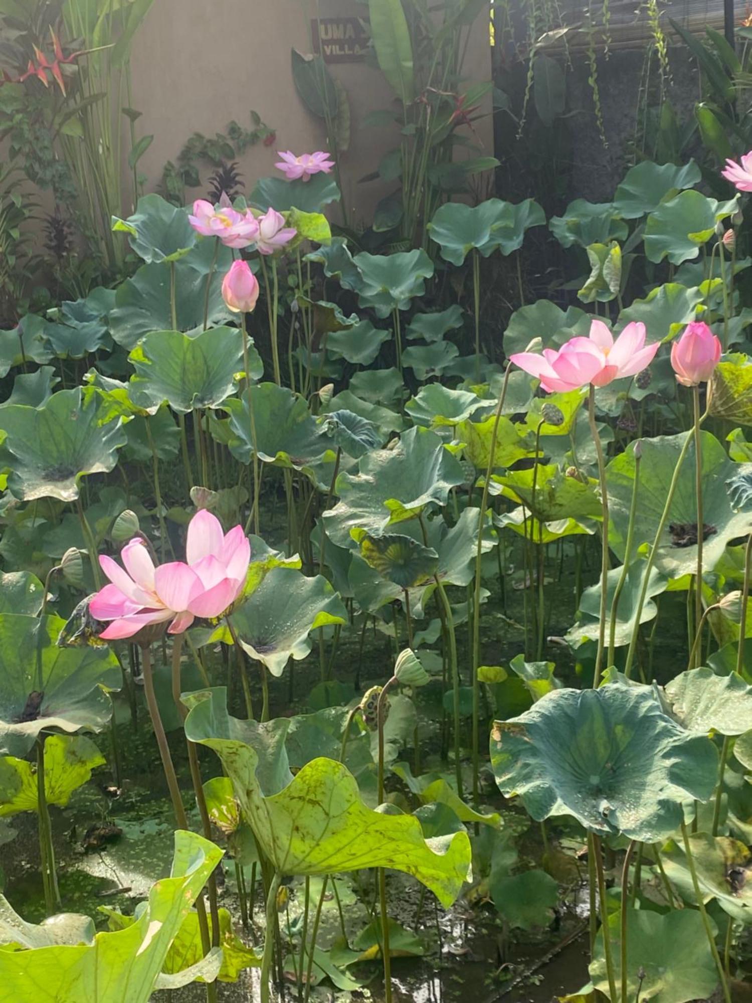 Gus Arditya Homestay Ubud Zewnętrze zdjęcie