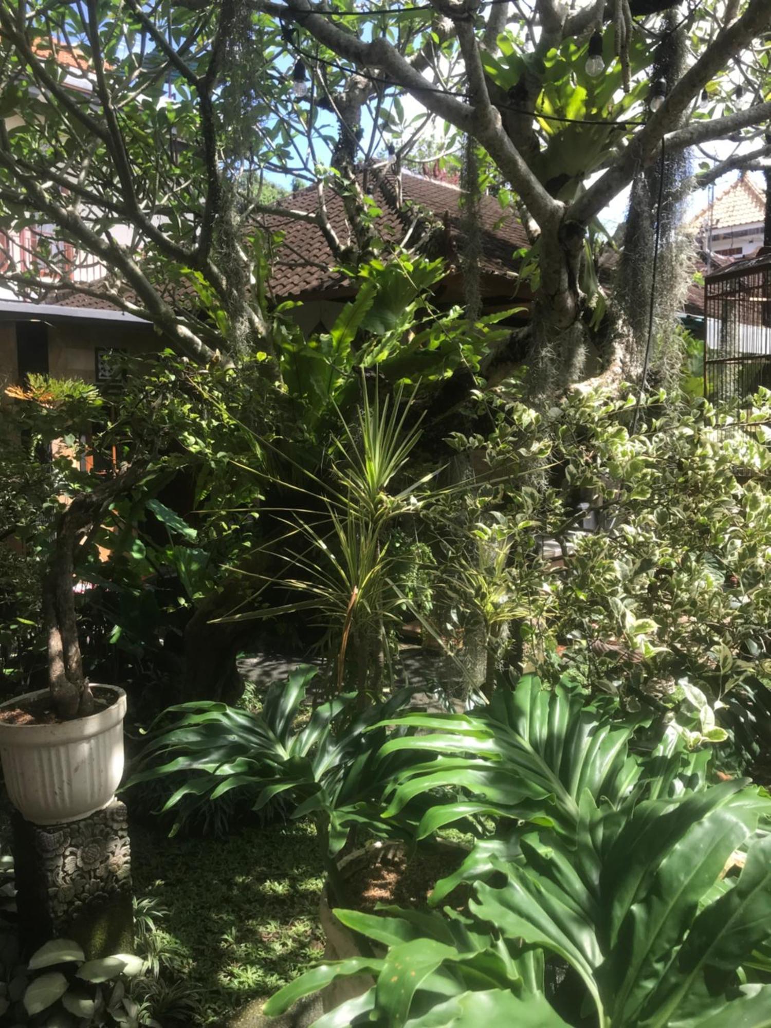 Gus Arditya Homestay Ubud Zewnętrze zdjęcie